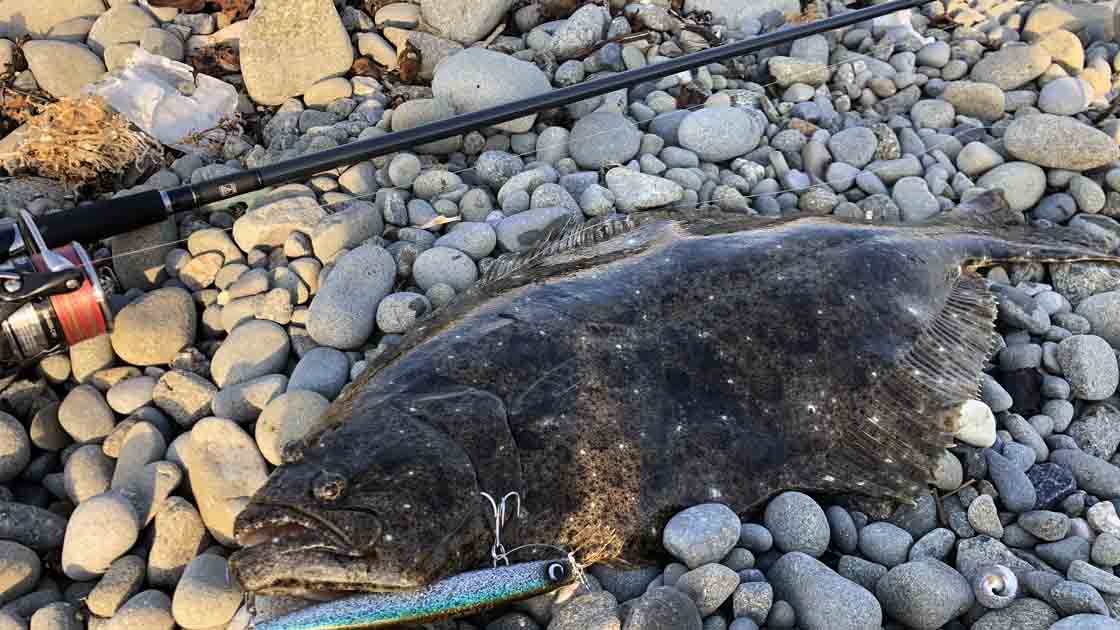 淡路島生石崎で座布団級ヒラメをショアジギングで釣った！