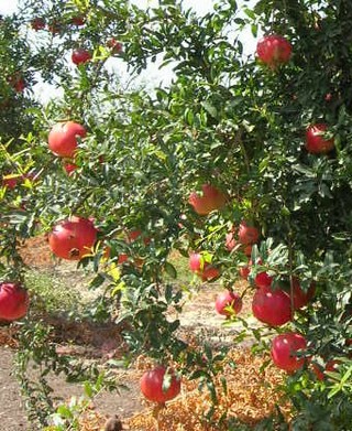 Der Granatapfel verfügt über besonders viele Polyphenole, welche für positive gesundheitliche Effekte verantwortlich sein können