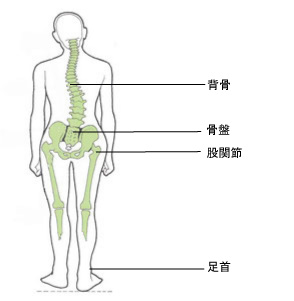 背骨、骨盤、股関節、足首