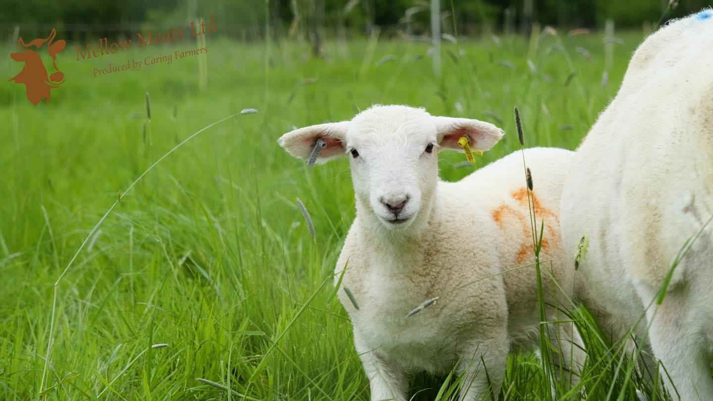 Mellow Meats is your go to field to fork meat supplier! All our products are sourced as locally as possible from "caring farmers", meaning the animals are produced to a very high welfare standard on family only farms.