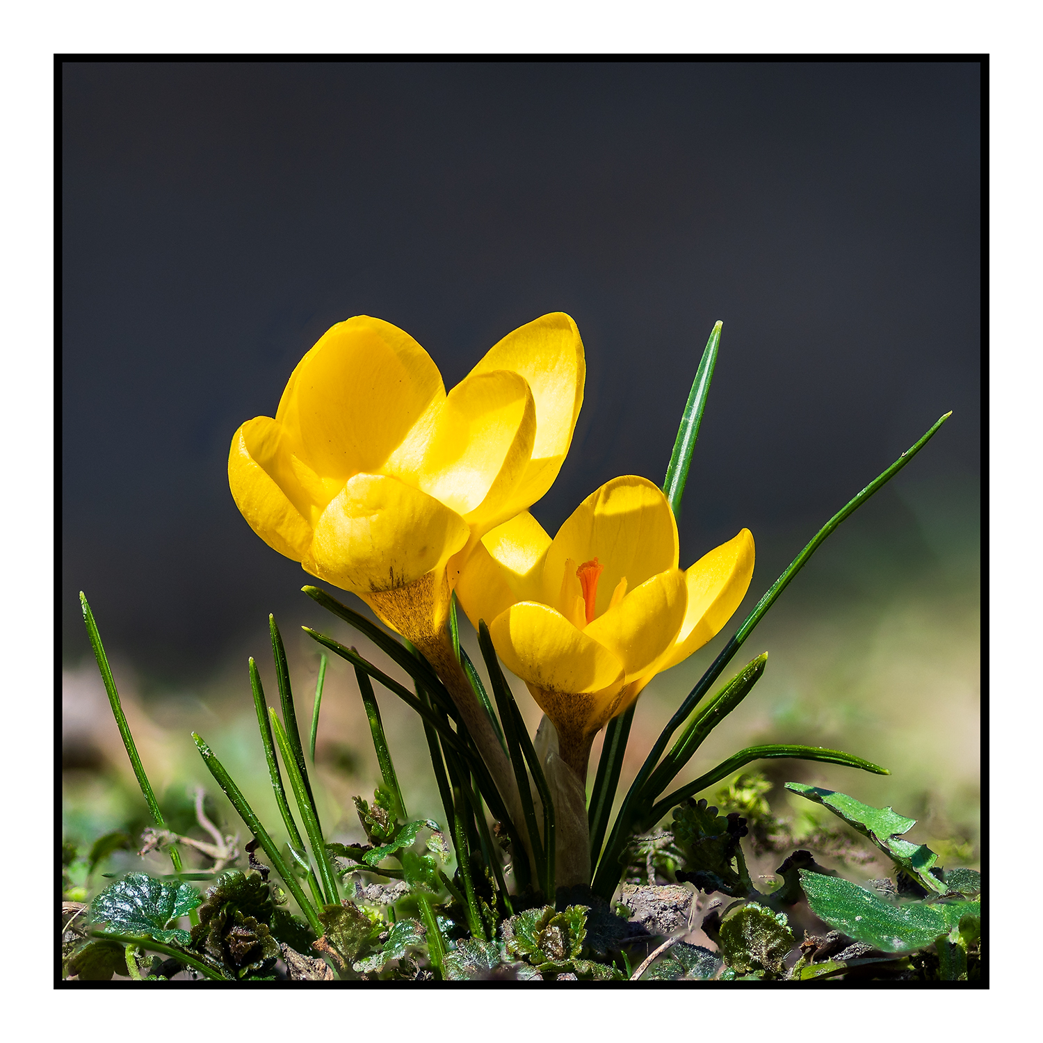 Krokusse