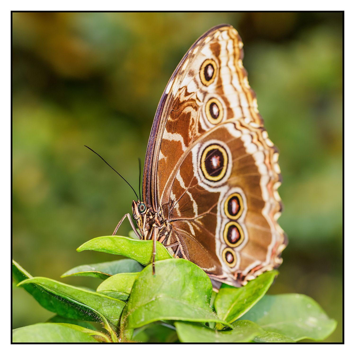 Botanischer Garten Linz 2024