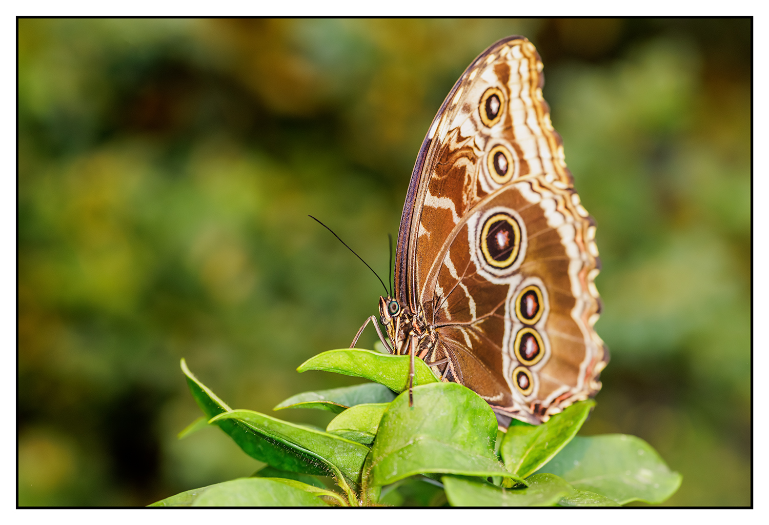 Botanischer Garten Linz 2024