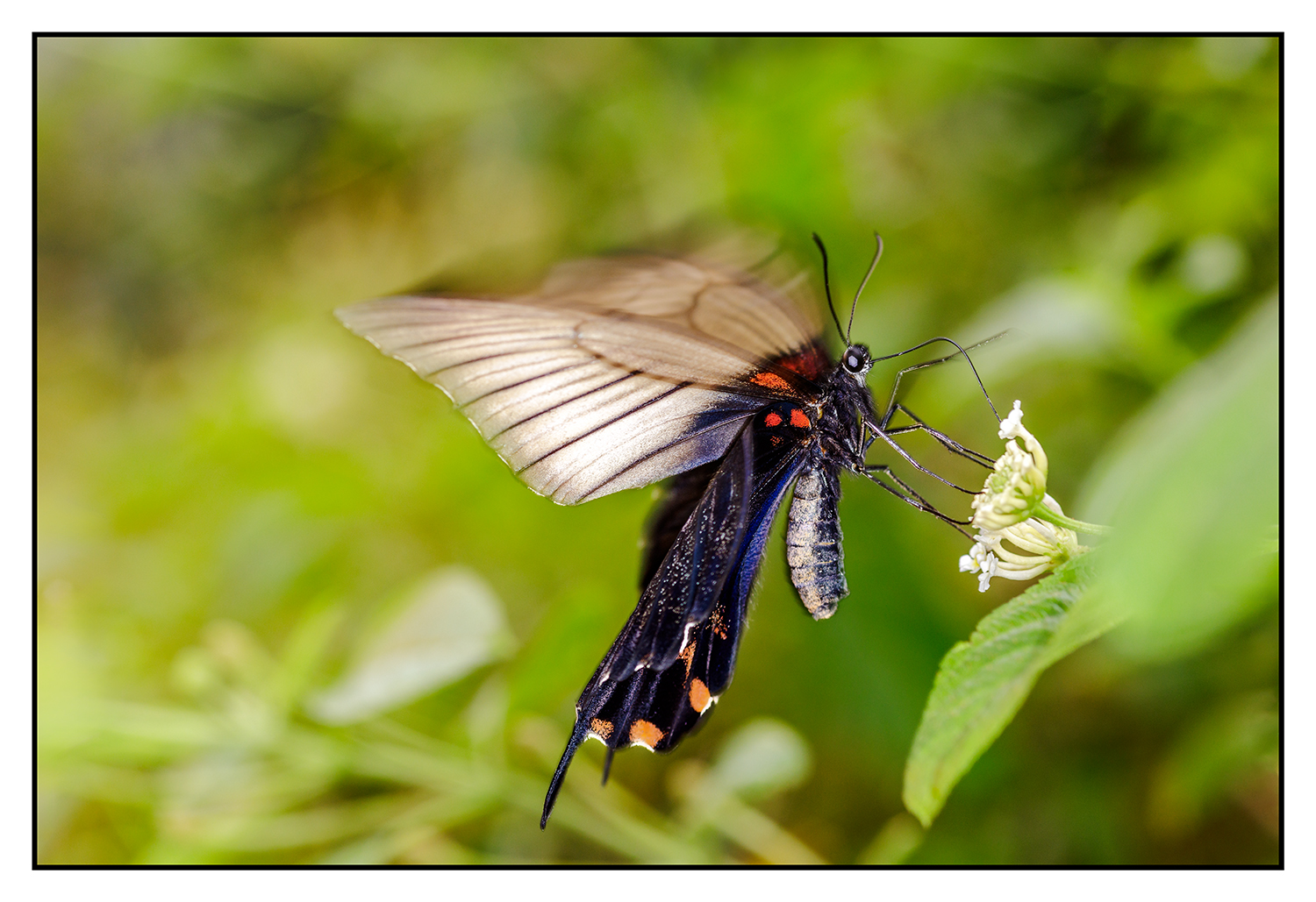 Botanischer Garten Linz 2024