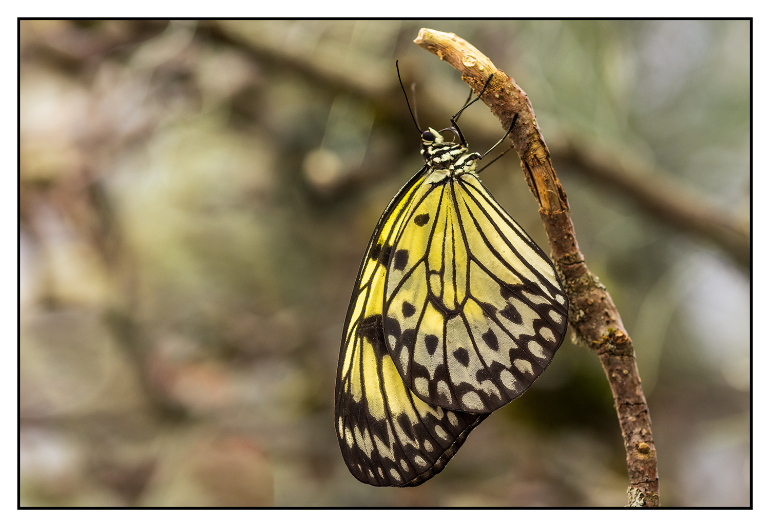 Botanischer Garten Linz 2024
