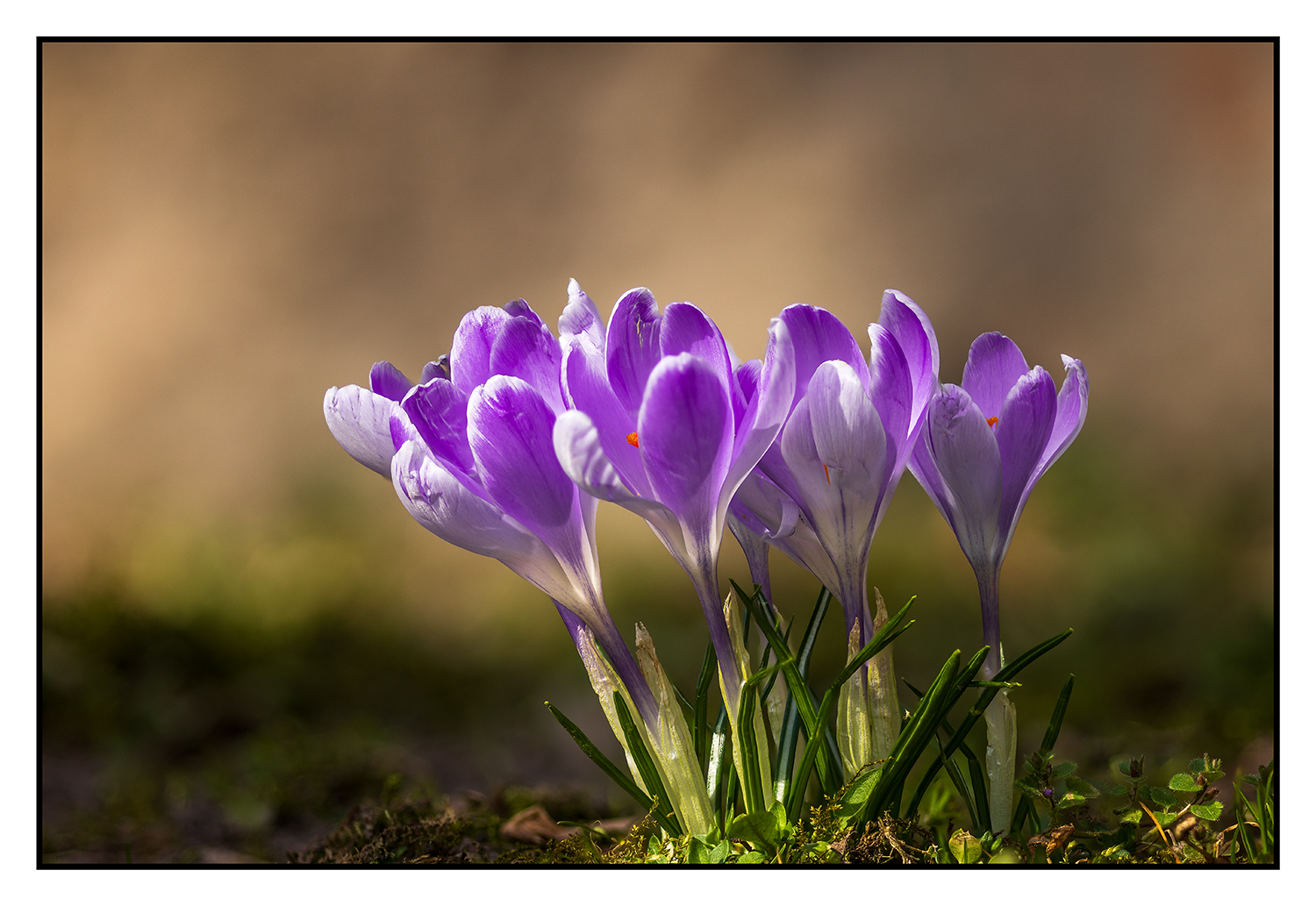 Krokusse