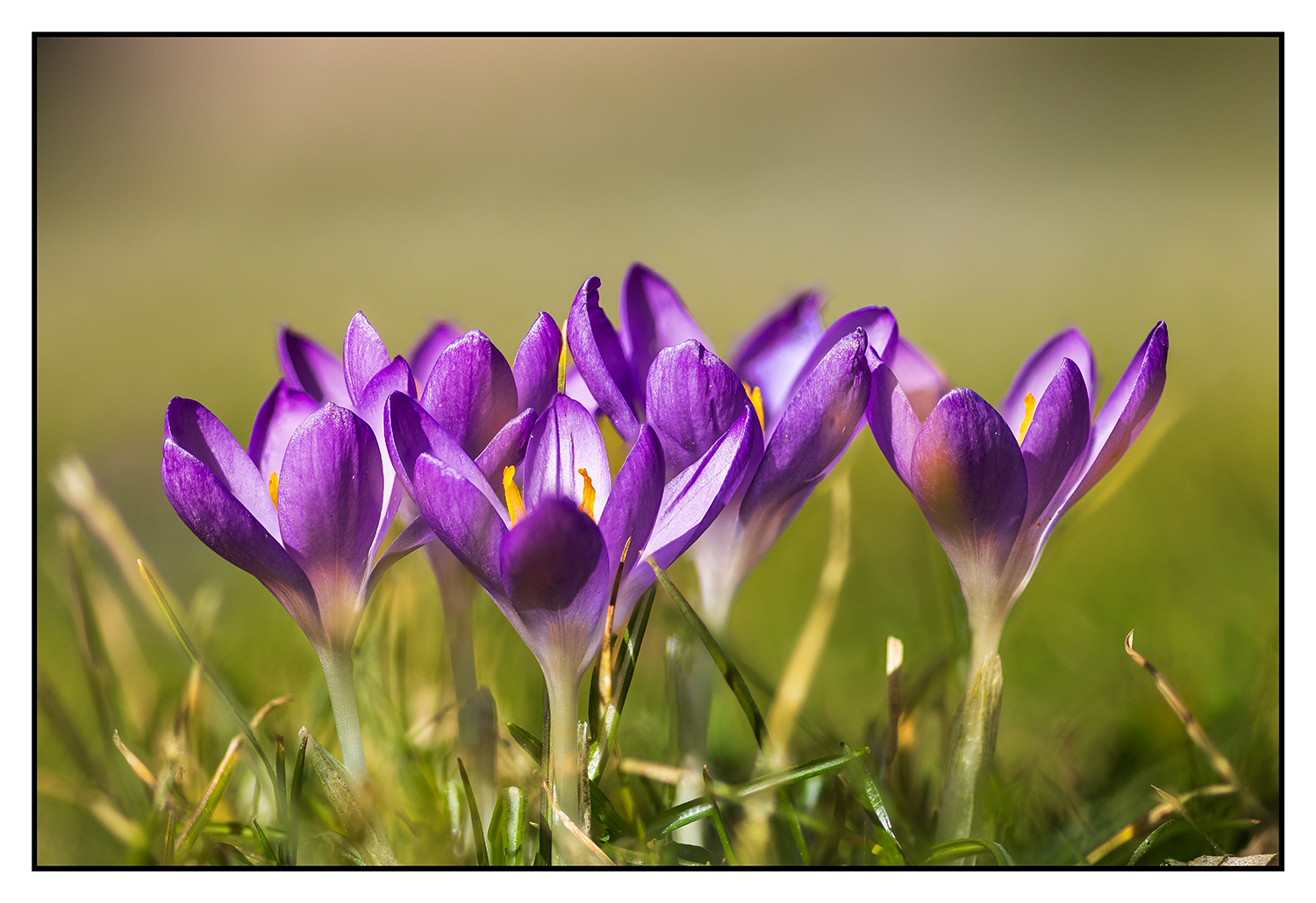 Krokusse