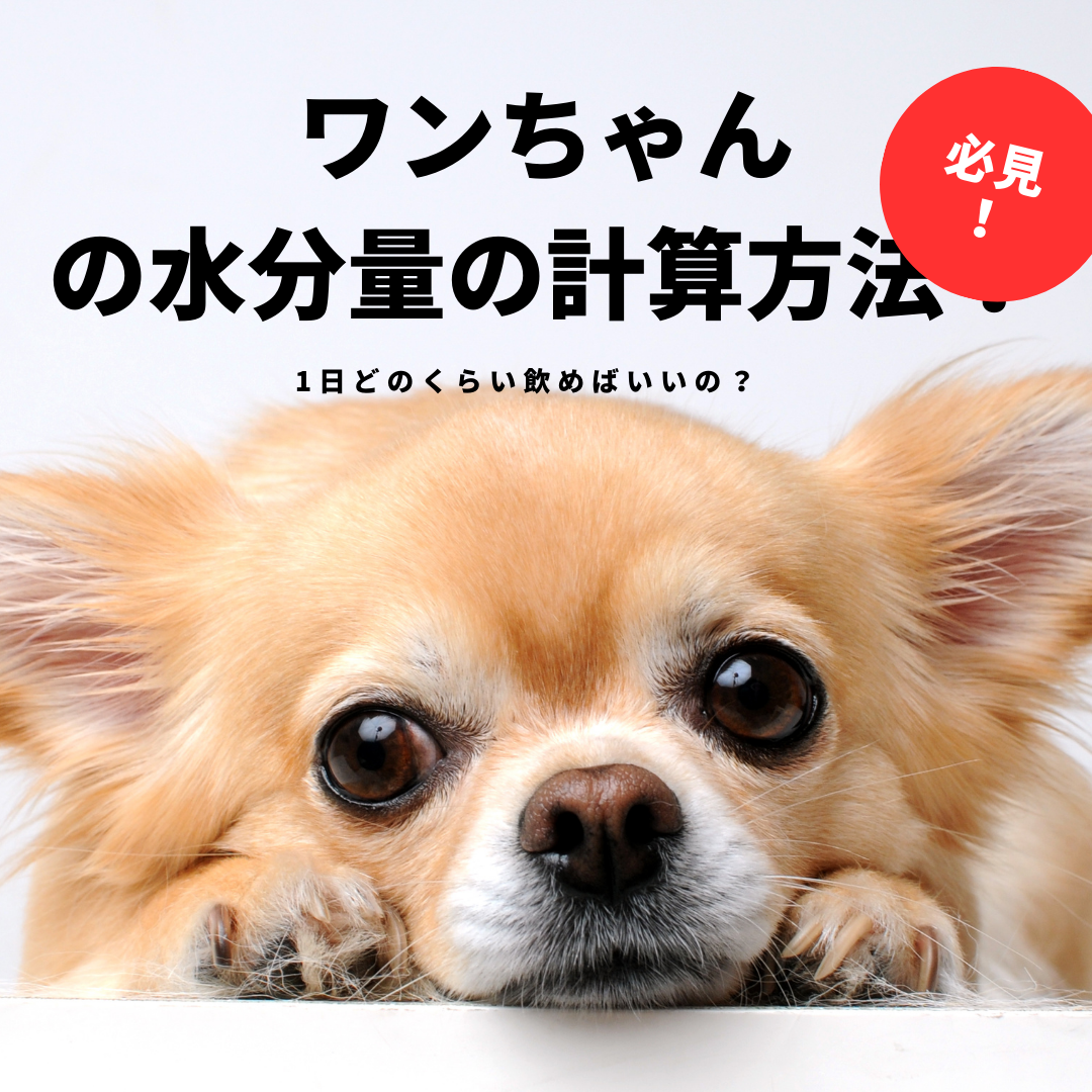ワンちゃんの水分量はどれくらい？