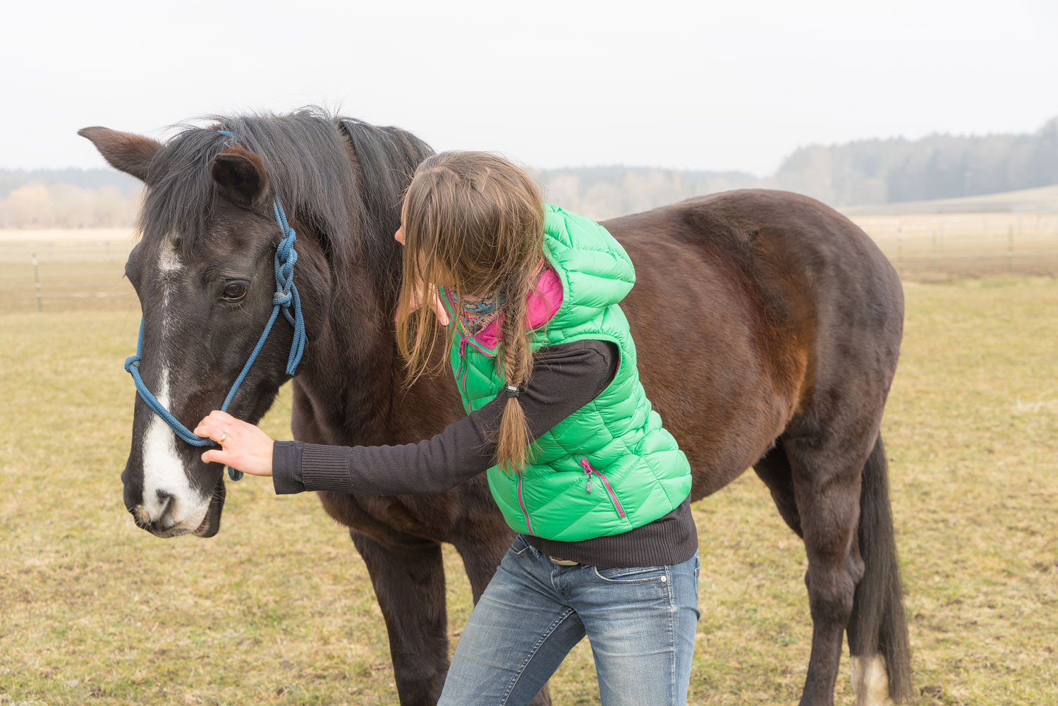 Faszien lösen in der Schulterregion des Pferdes