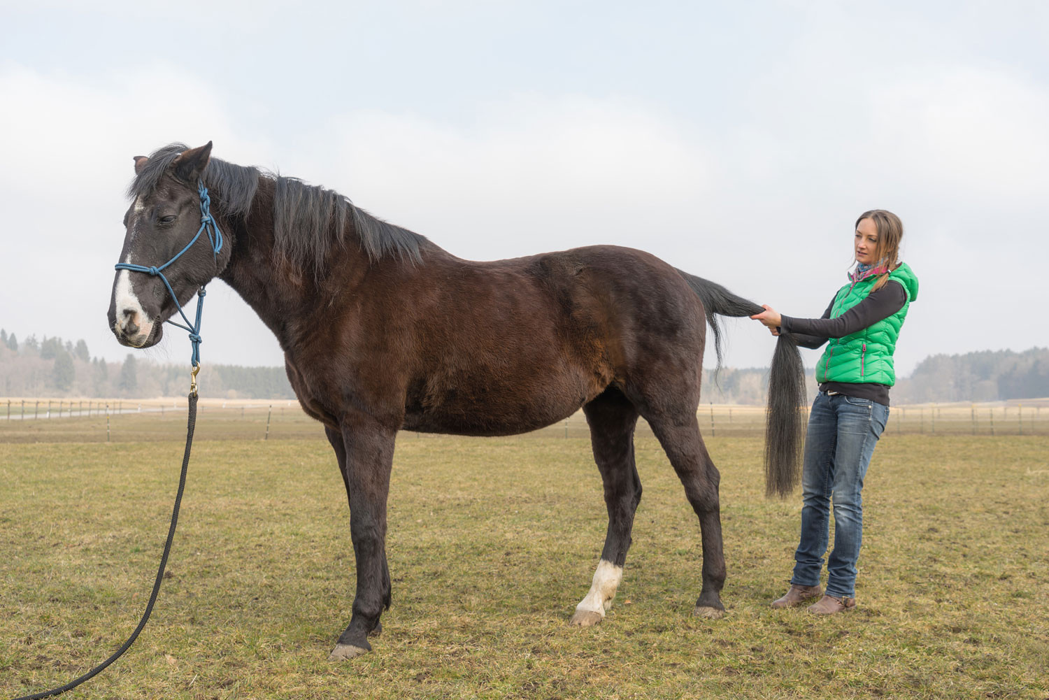 Cranio Sacral Behandlung am Pferd - Starnberg