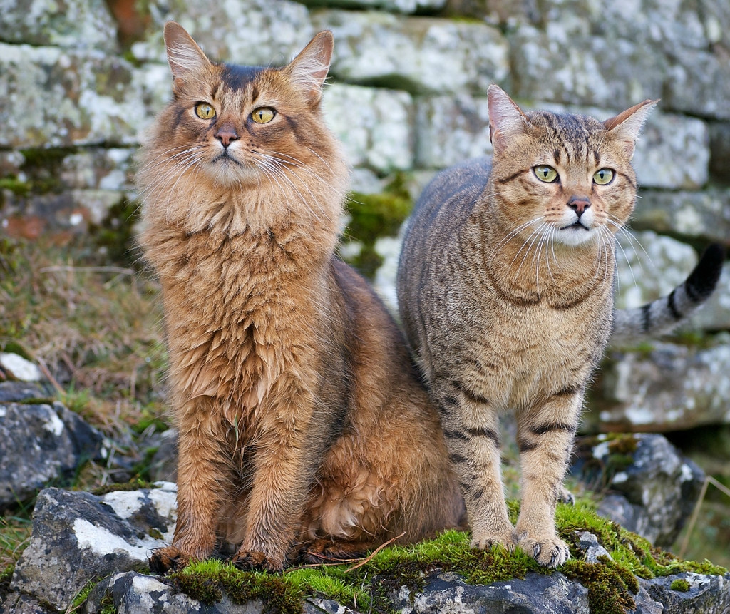 Коты породы сомали и египетский мау