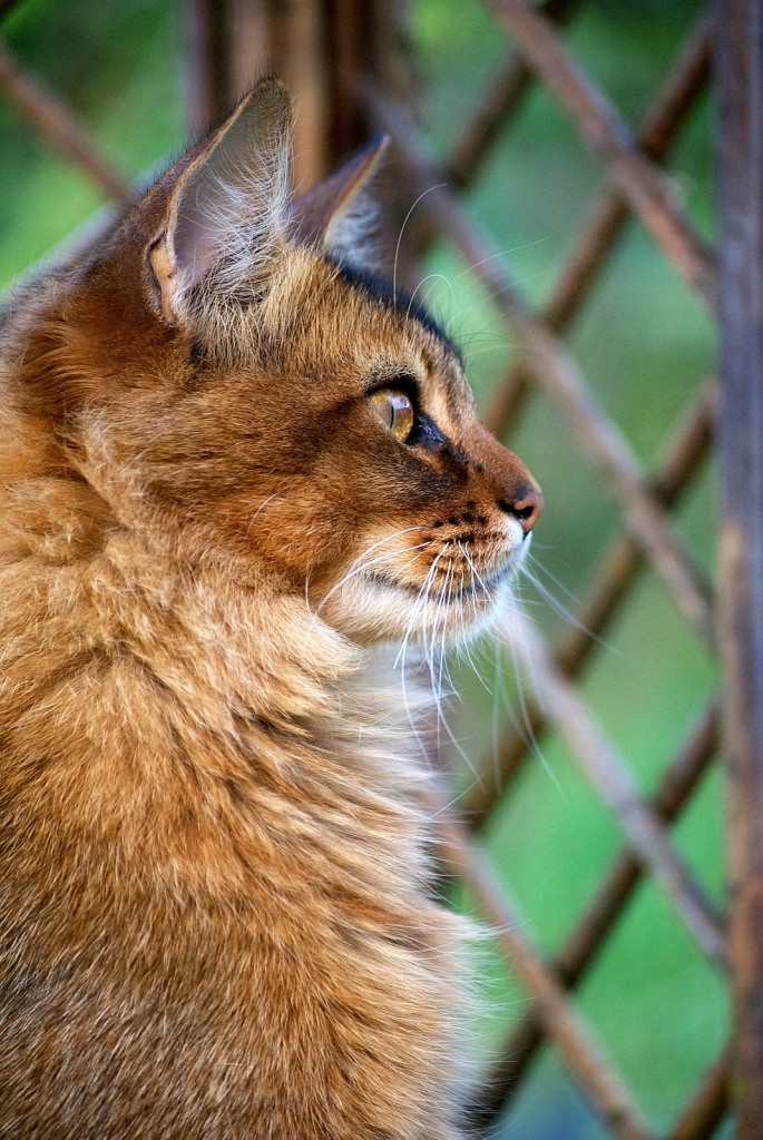 Коты породы сомали и египетский мау