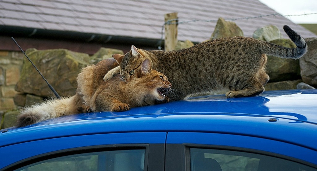 Коты породы сомали и египетский мау