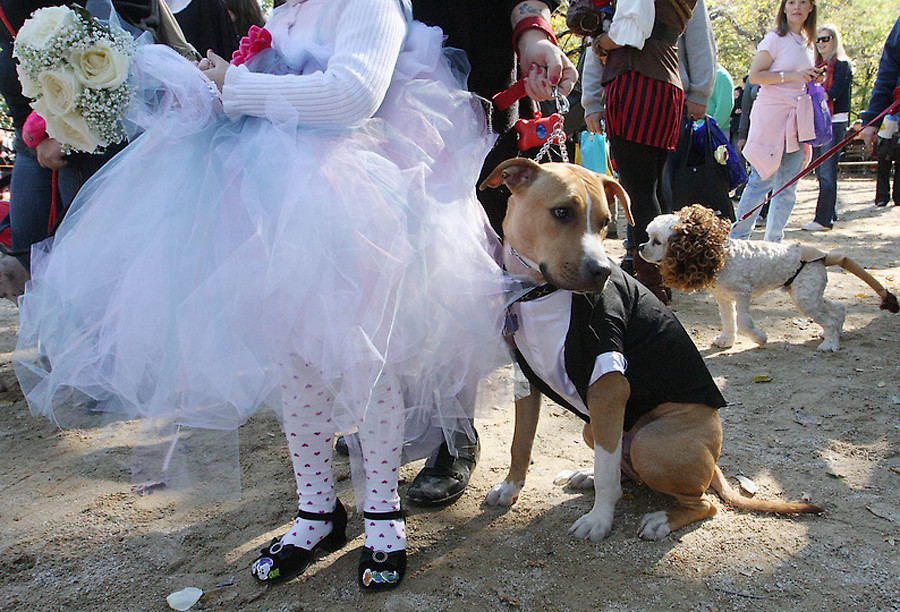 Собачий парад