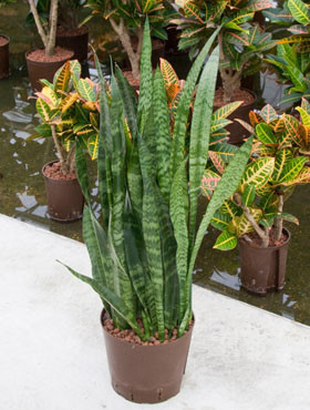 Sansvieria Coral Black