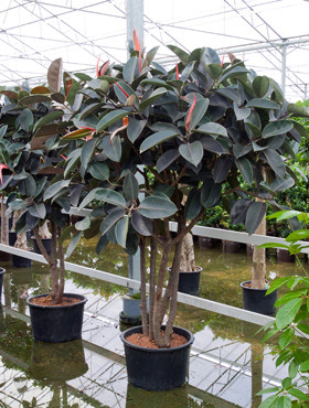 Ficus elastica Abidjan Multistamm verzweigt