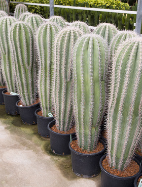 Pachycereus pringlei 