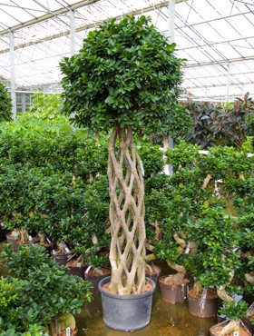 Ficus microcarpa compacta Säule geflochten