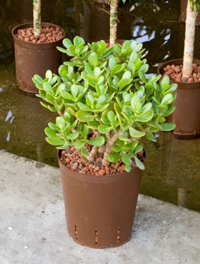 Crassula arborescens