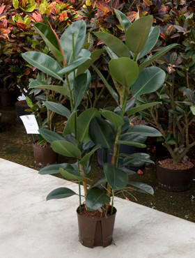 Ficus elastica Robusta 2pp