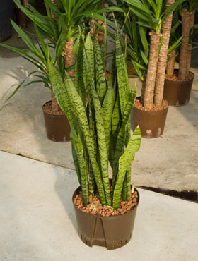 Sansevieria Zeylanica