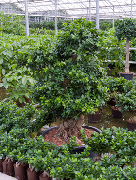 Ficus microcarpa compacta Bonsai