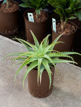 Aloe arborescens