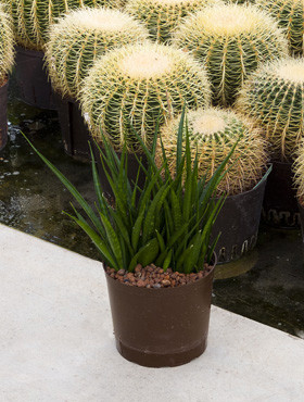 Sansevieria Kirkii Friends