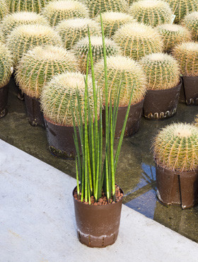 Sansevieria Mikado