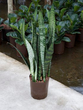 Sansevieria Coral Black