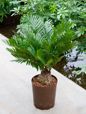 Zamia floridiana