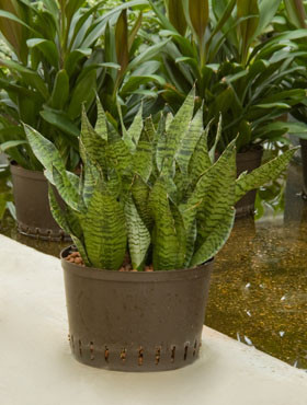 Sansevieria Zeylanica compacta