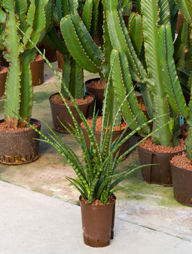 Sansevieria Fernwood