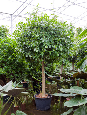 Ficus nidita Stamm