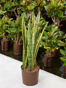 Sansevieria laurentii