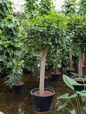 Ficus australi stamm