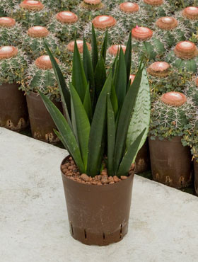 Sansevieria Onyx