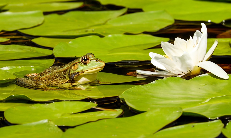 Das singende Froschmädchen (Albanien)