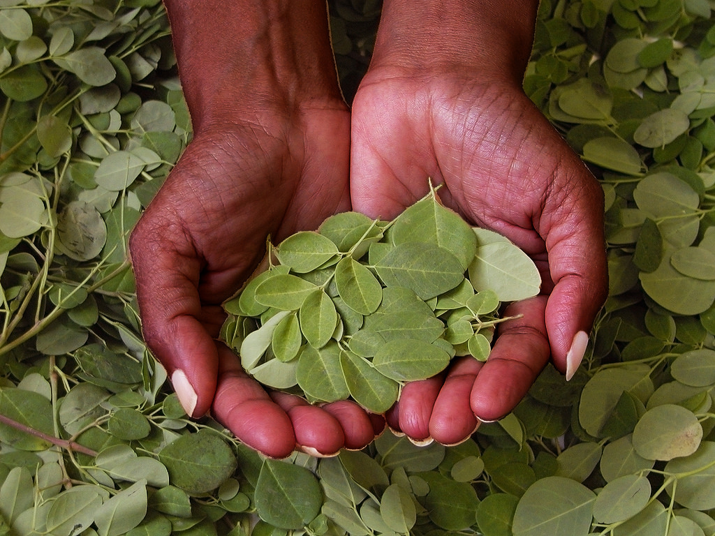 feuilles de moringa - vente de moringa en ligne 100% naturel santé au naturel culture biodynamique superaliment complément alimentaire linda vida