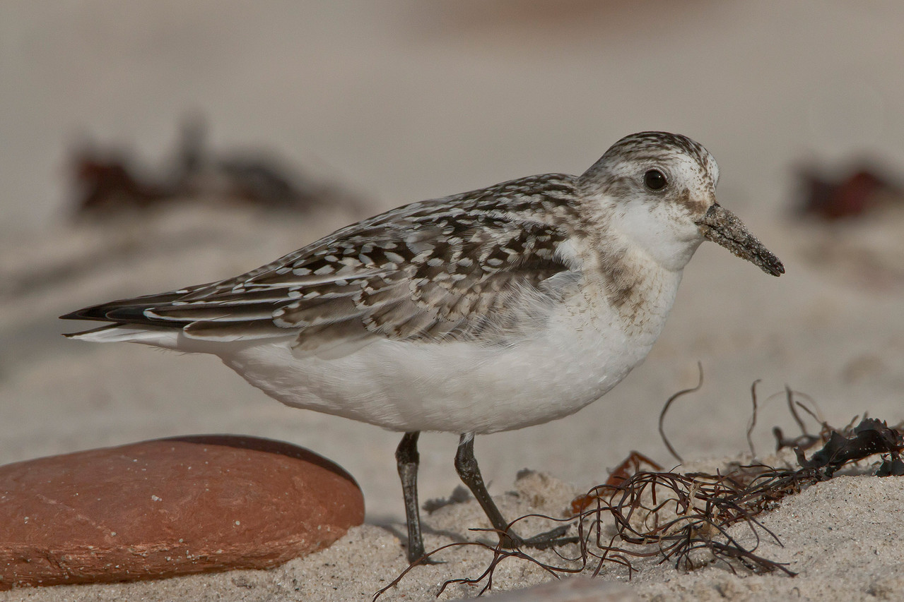 Macht seinem Namen Ehre: Sanderling