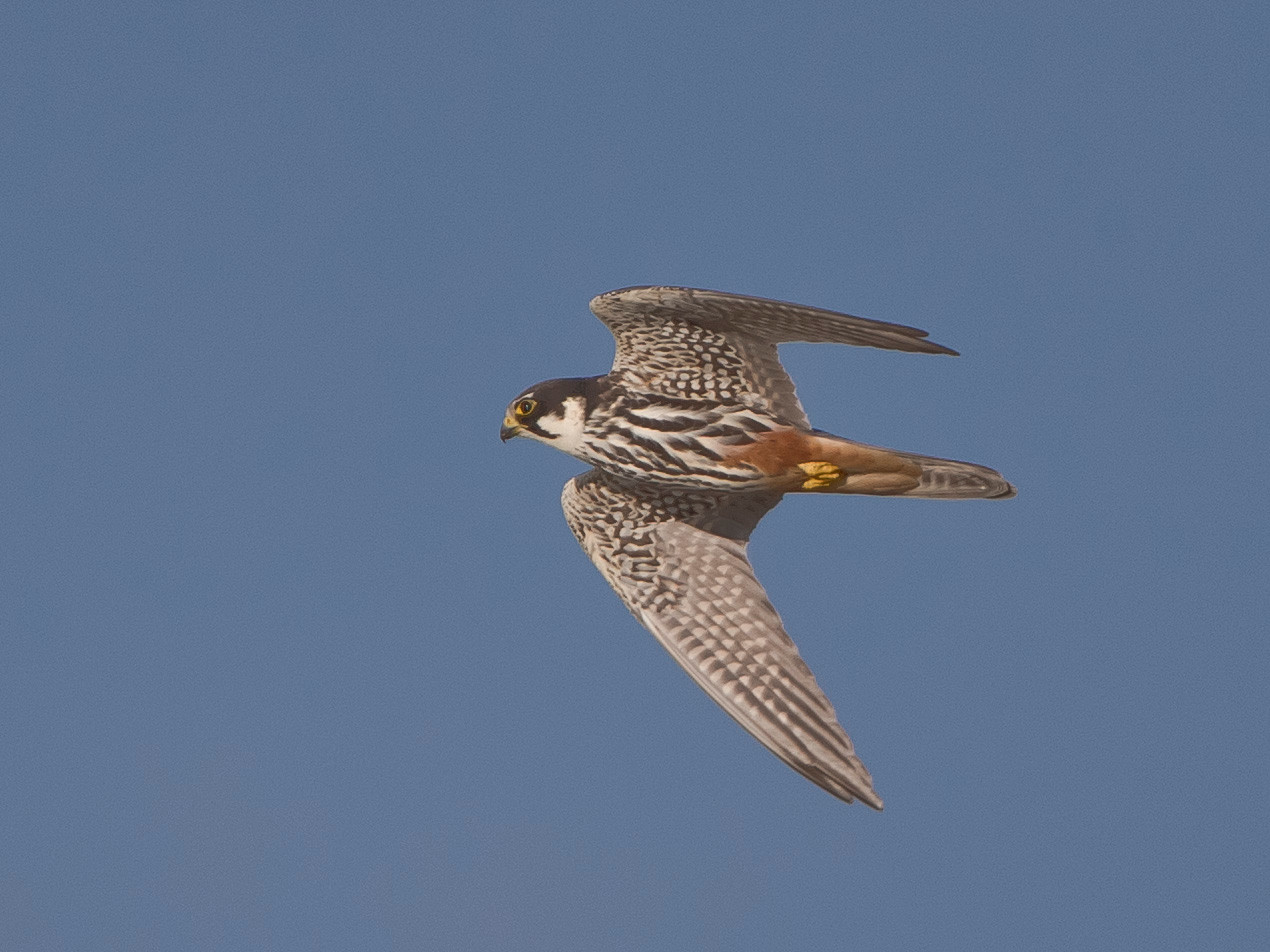 Baumfalke