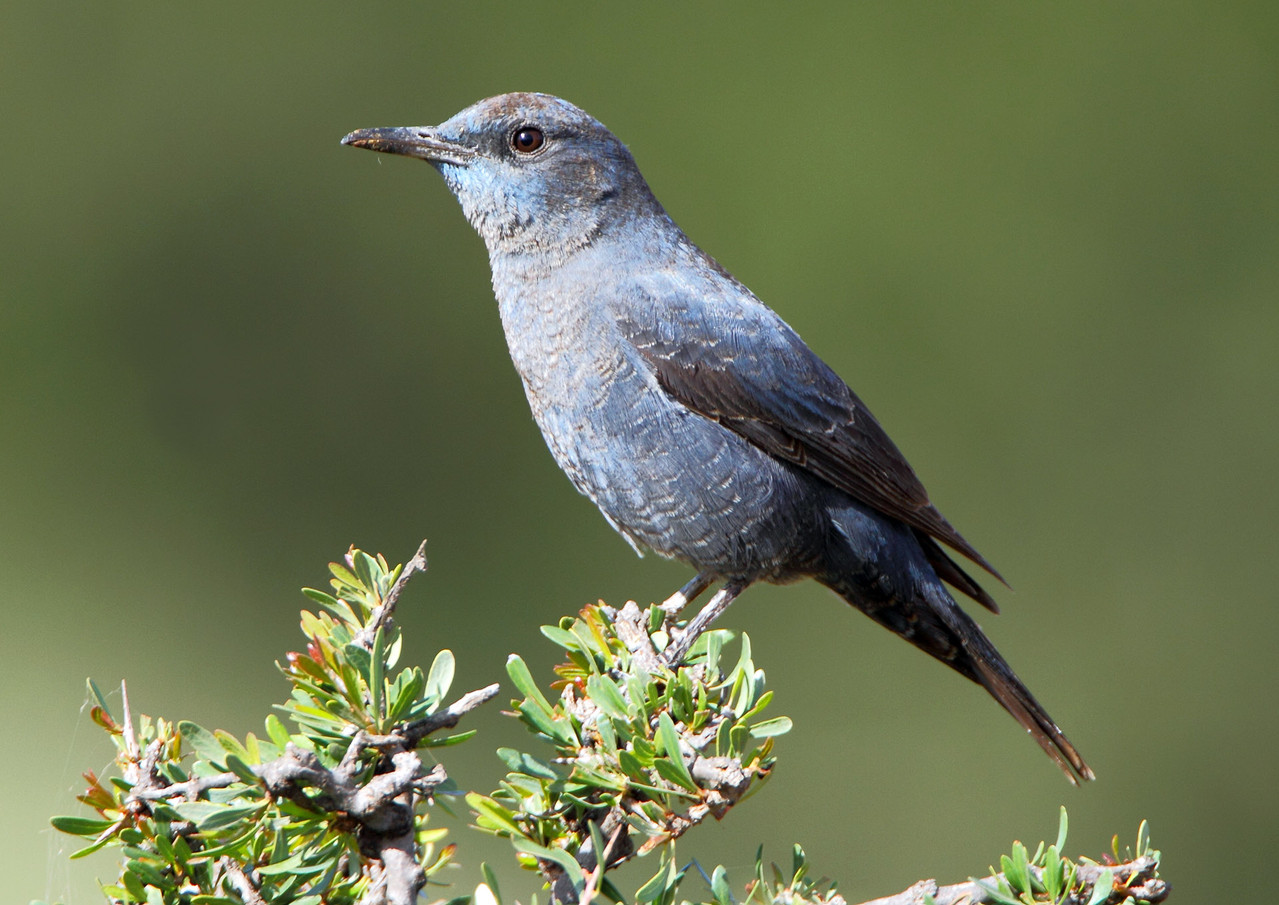 Blaumerle, Ajouluz, Marokko