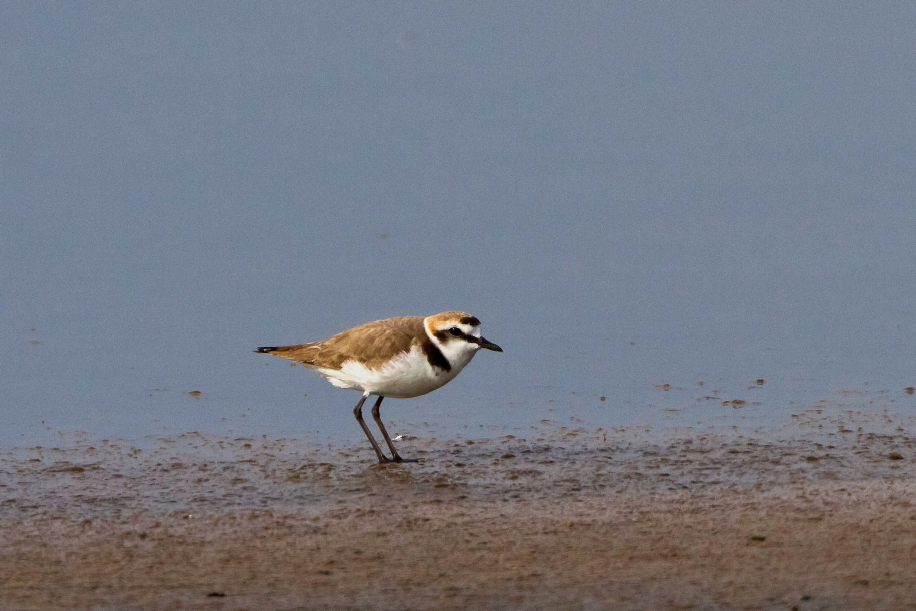 Ein Seeregenpfeifer am Strand von Skala Kallonis