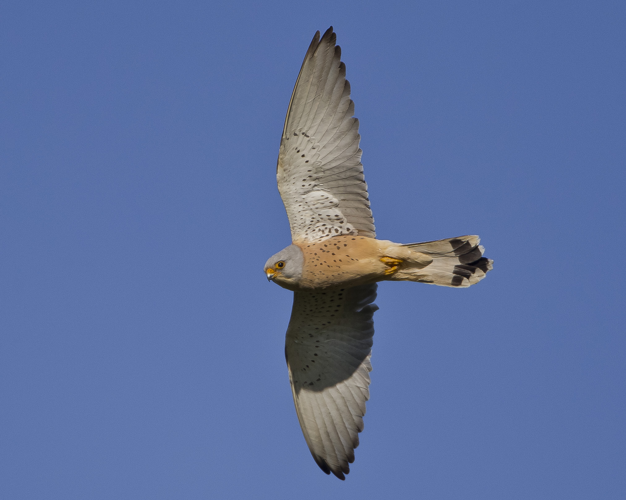 Rötelfalke, Castro Verde, Portugal