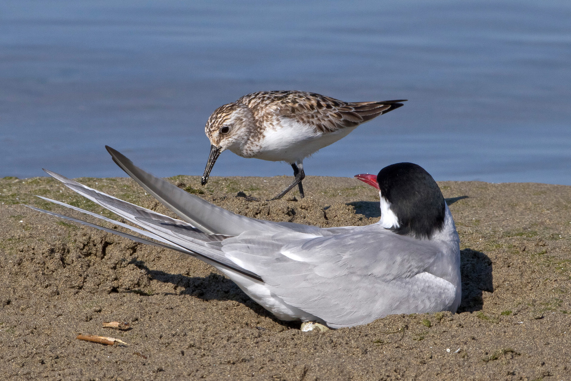 Ein Sanderling ist ebenfalls auf der Sandbank präsent.