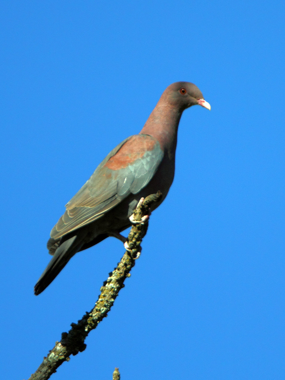 Erste Begegnung mit Costa Ricas Vogelwelt: Rotschnabeltaube...