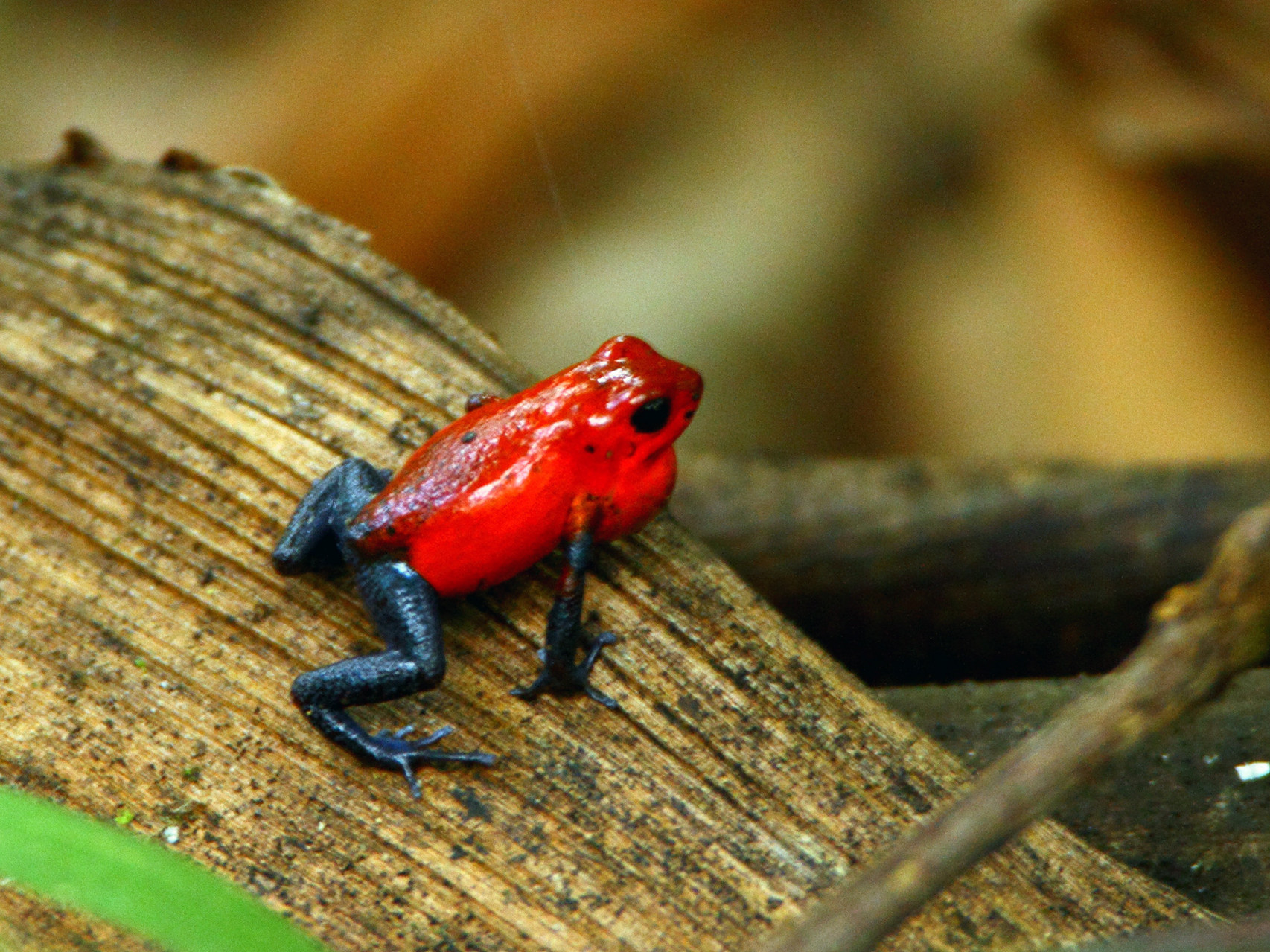 Der giftigste Frosch Costa Ricas: der Erdbeerfrosch