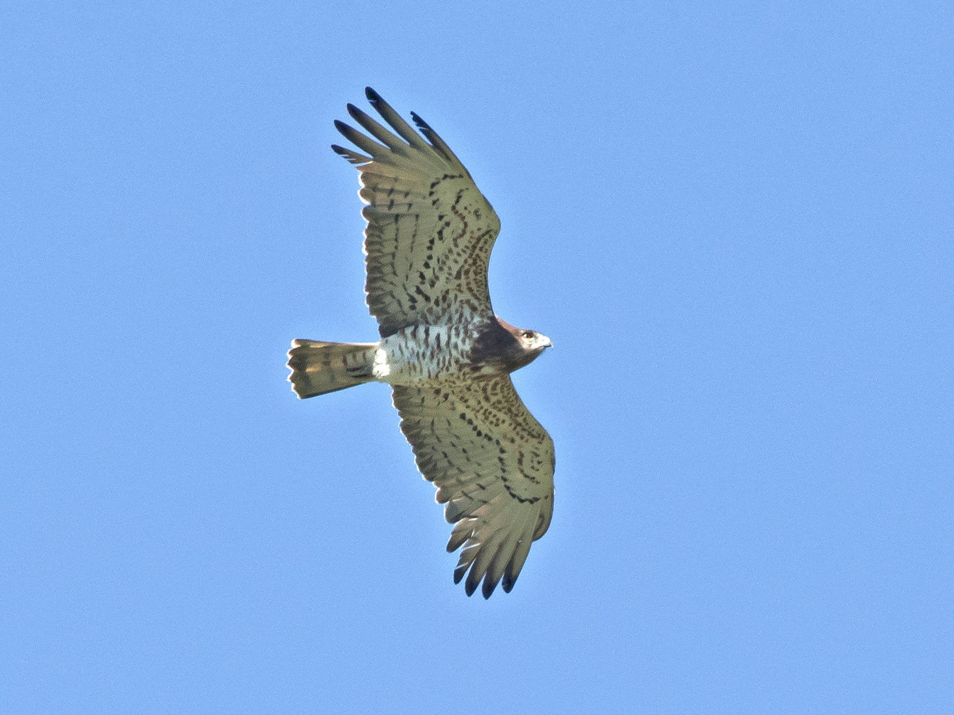Schlangenadler überfliegend ...