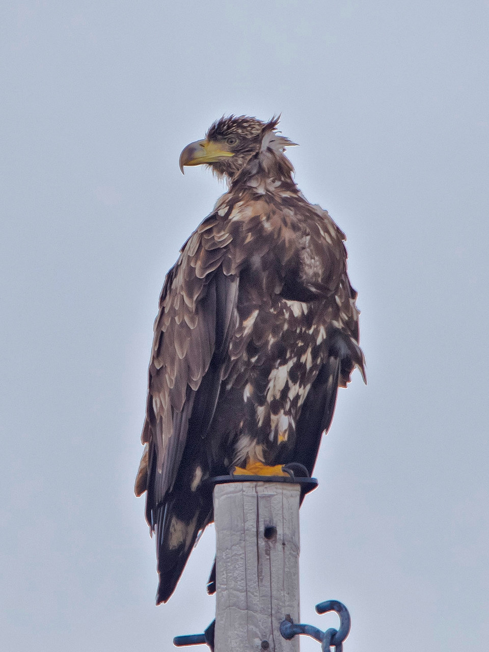 Junger Seeadler auf Strommast...