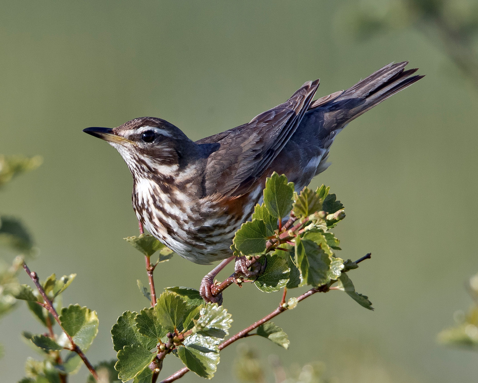 Sie teilen das Habitat mit vielen Rotdrosseln